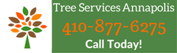 tree services in annapolis md call us today at 410-593-1680