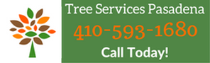 call us today for tree care services by tree services pasadena, md at 4105931680