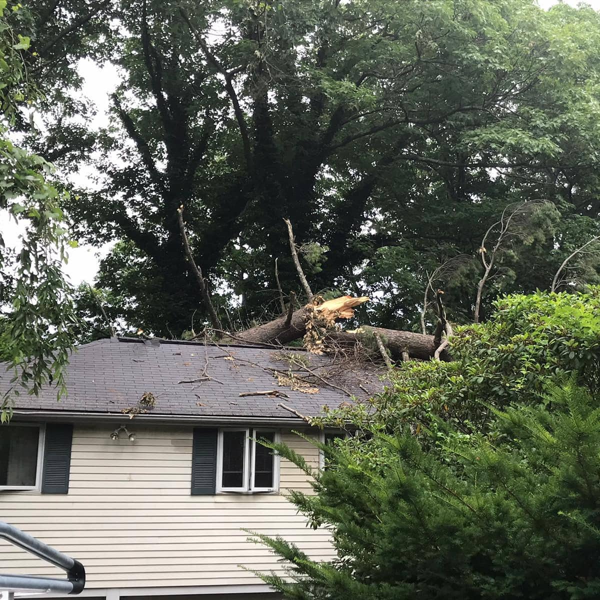 Storm-damaged tree resting on the roof of a home