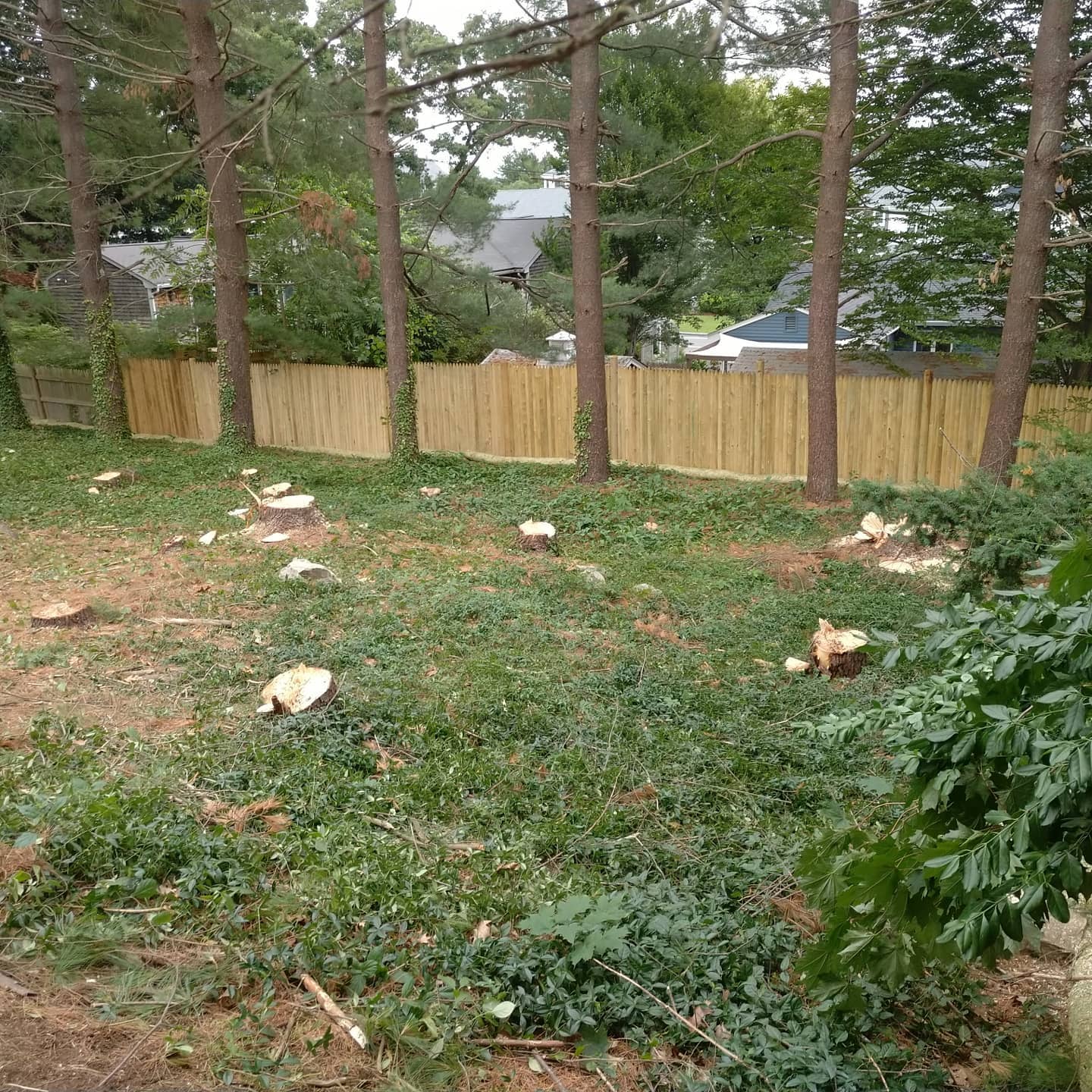 Residential yard during tree removal and debris cleanup
