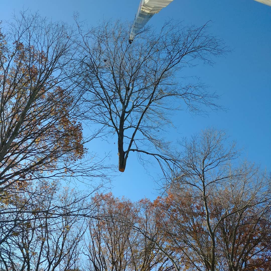 Leafless tree canopy against a clear blue sky