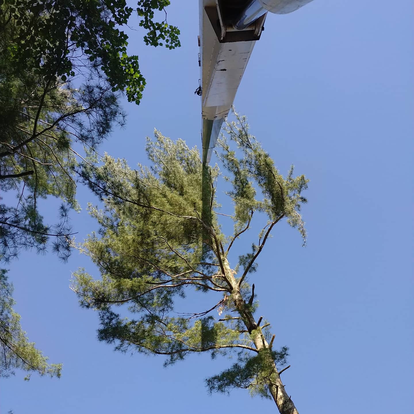 Rigged tree section being lowered from a tall pine