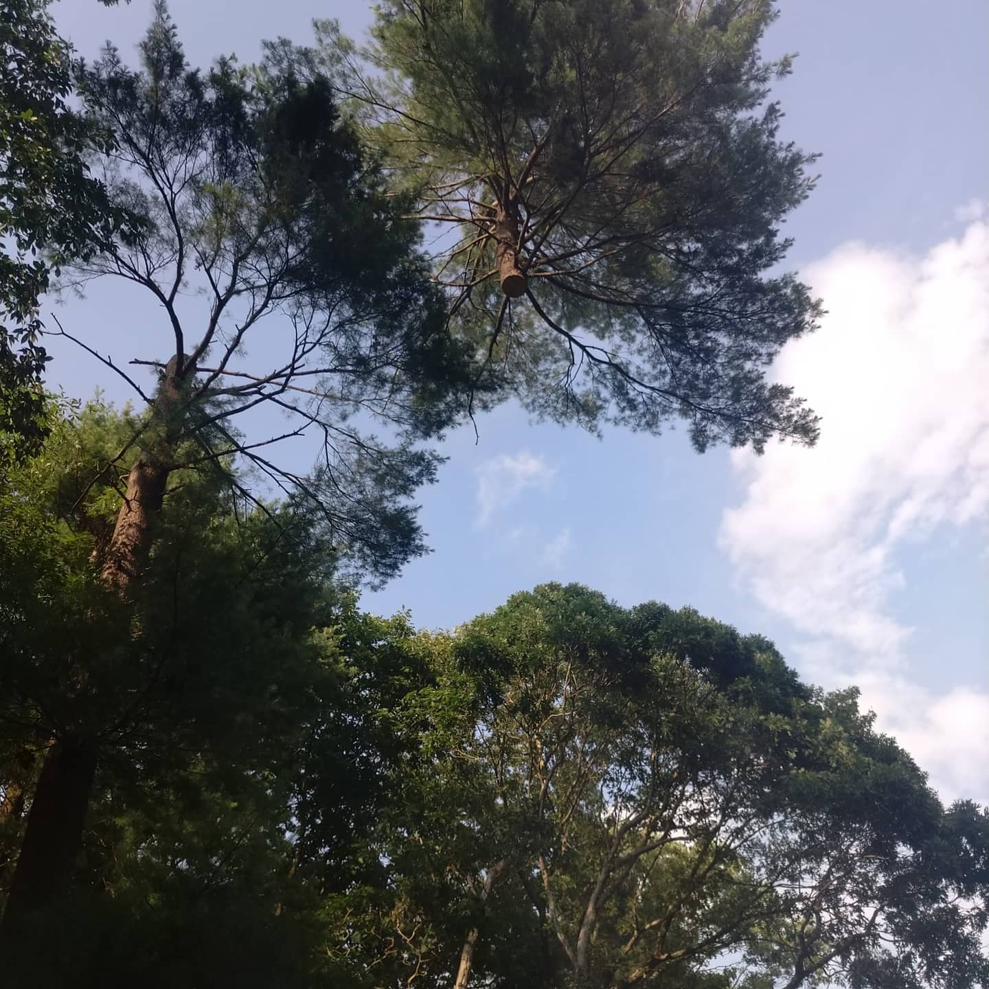 Standing trunk beside dense woodland