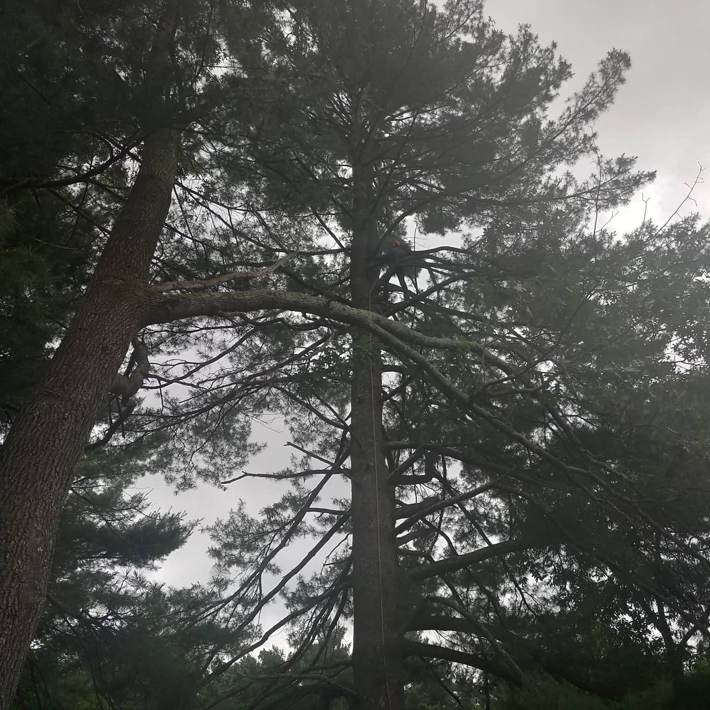 Large pine crown before selective removal