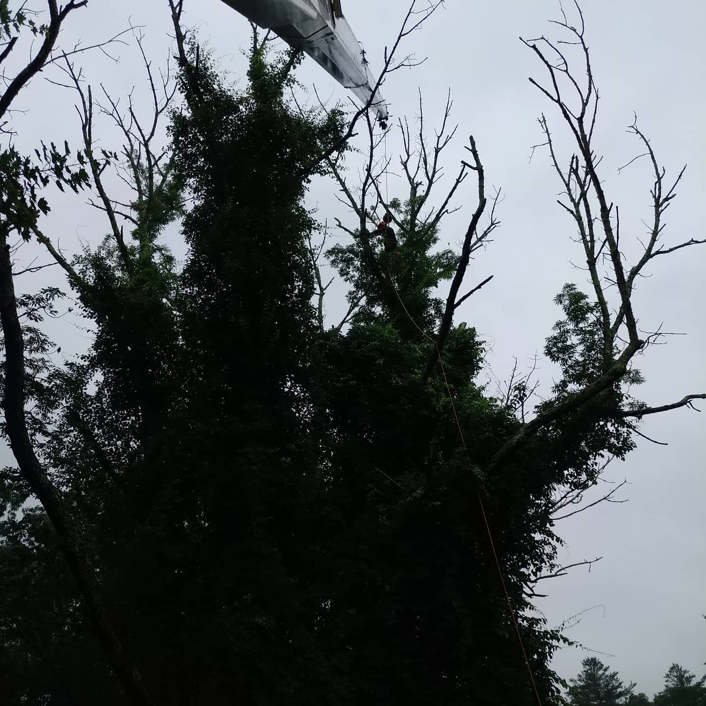 Dead upper branches against an overcast sky