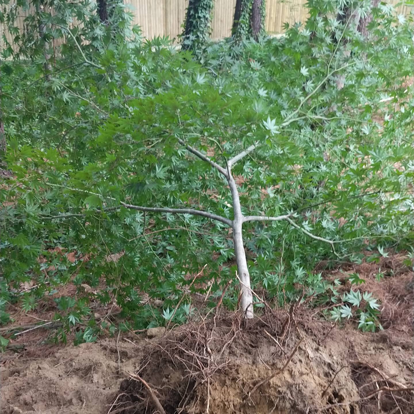 Uprooted sapling lying in leaf litter