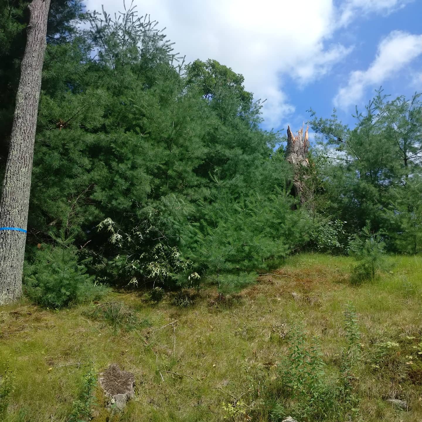 Standing tree on a brush-covered slope