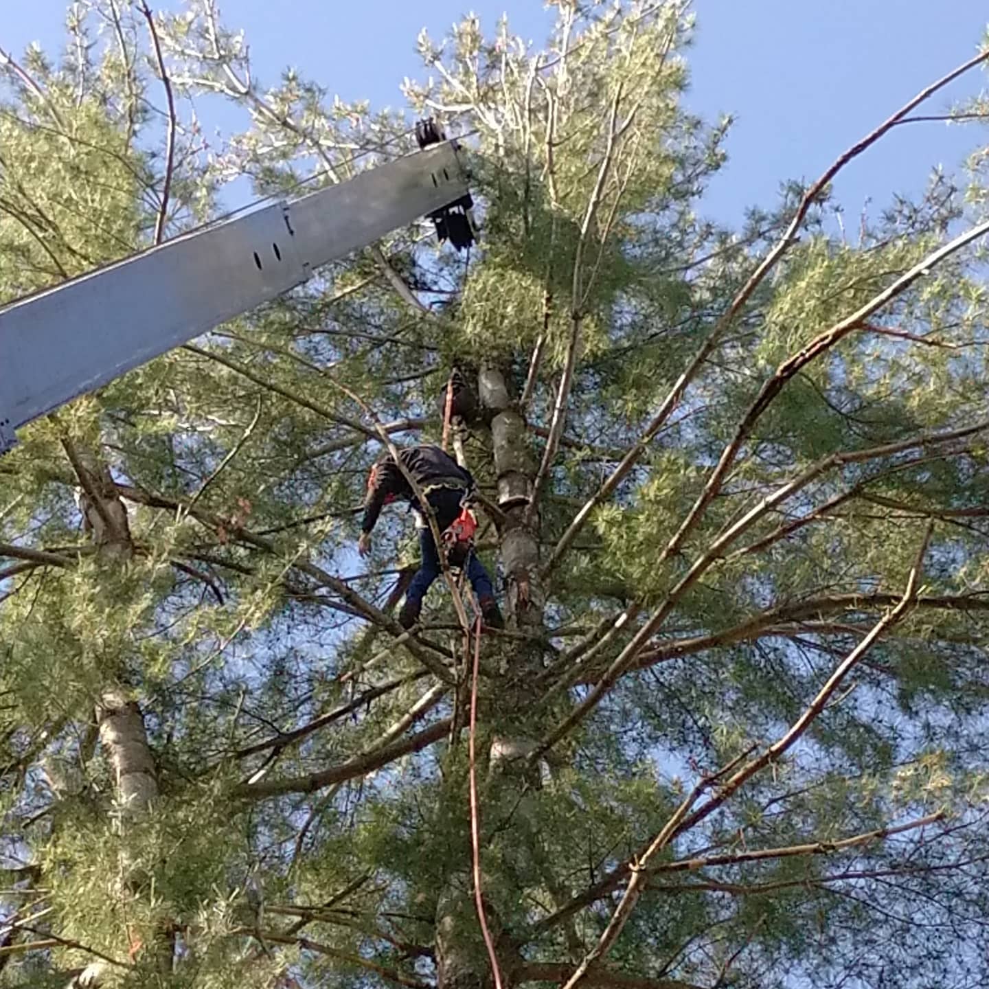 Climber and aerial lift working together in the canopy