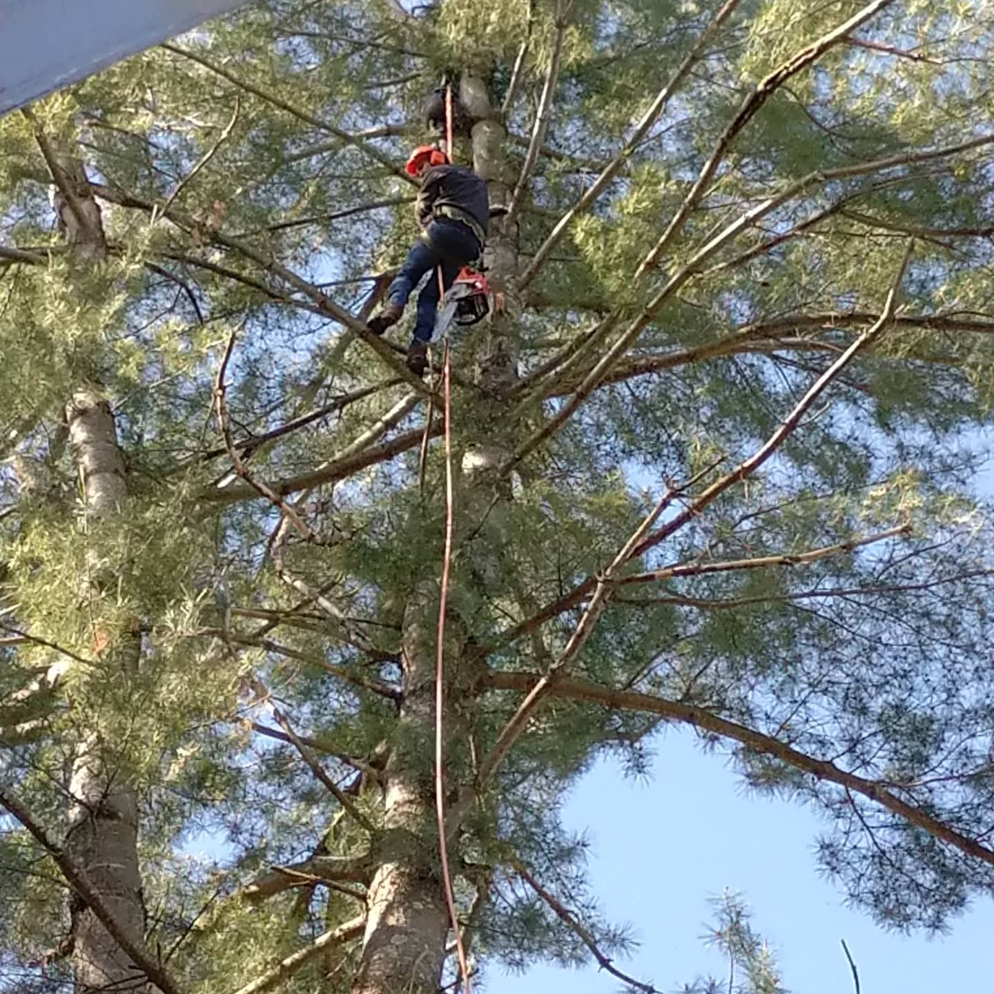 Climber working among pine branches