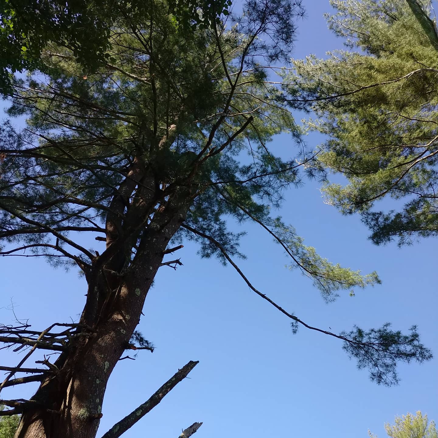 Fresh cut sections visible in a pine canopy