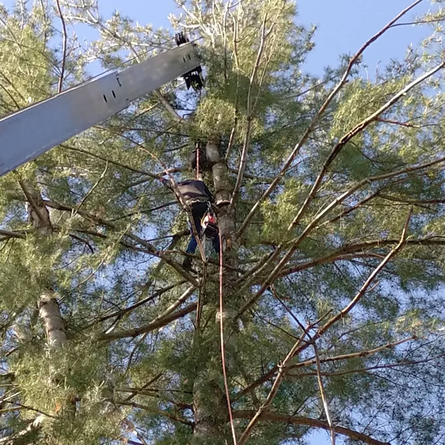 Climber positioned high in a pine