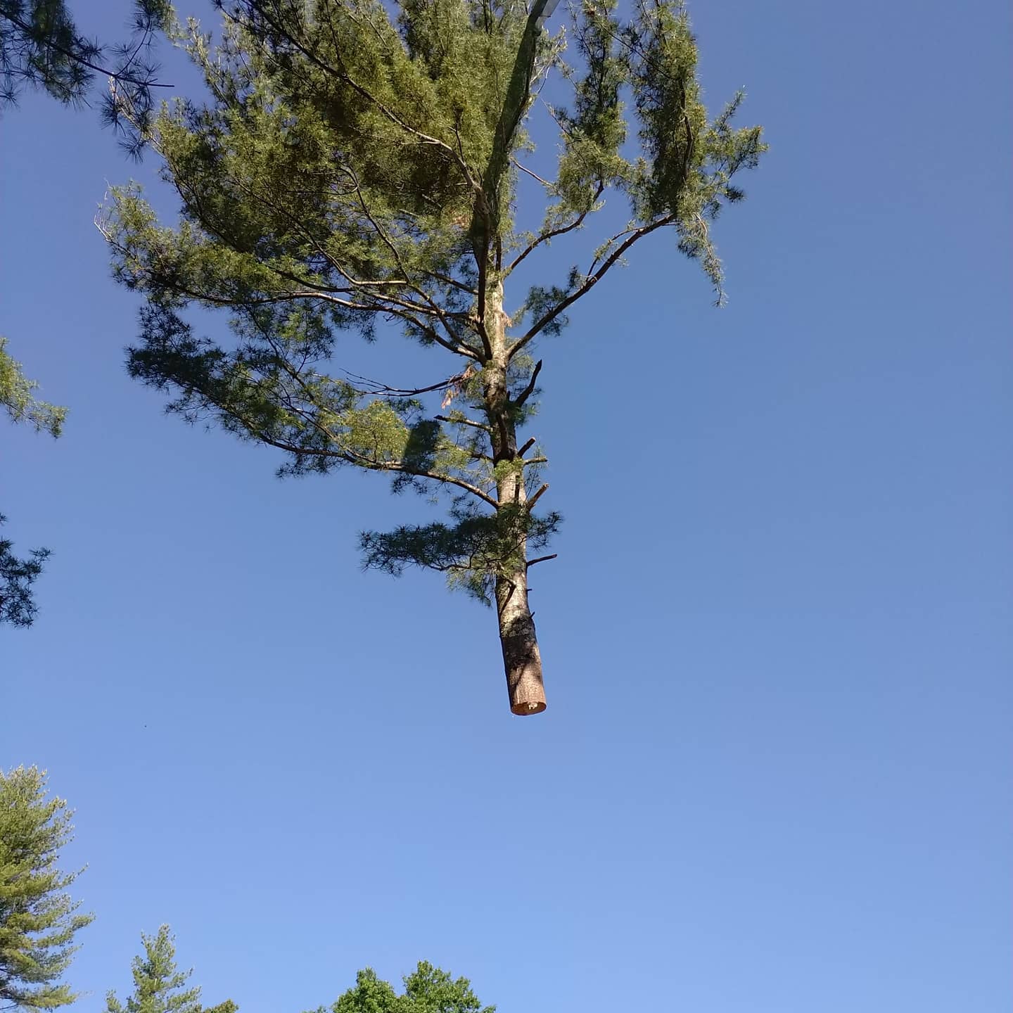 Cut trunk section suspended by rigging