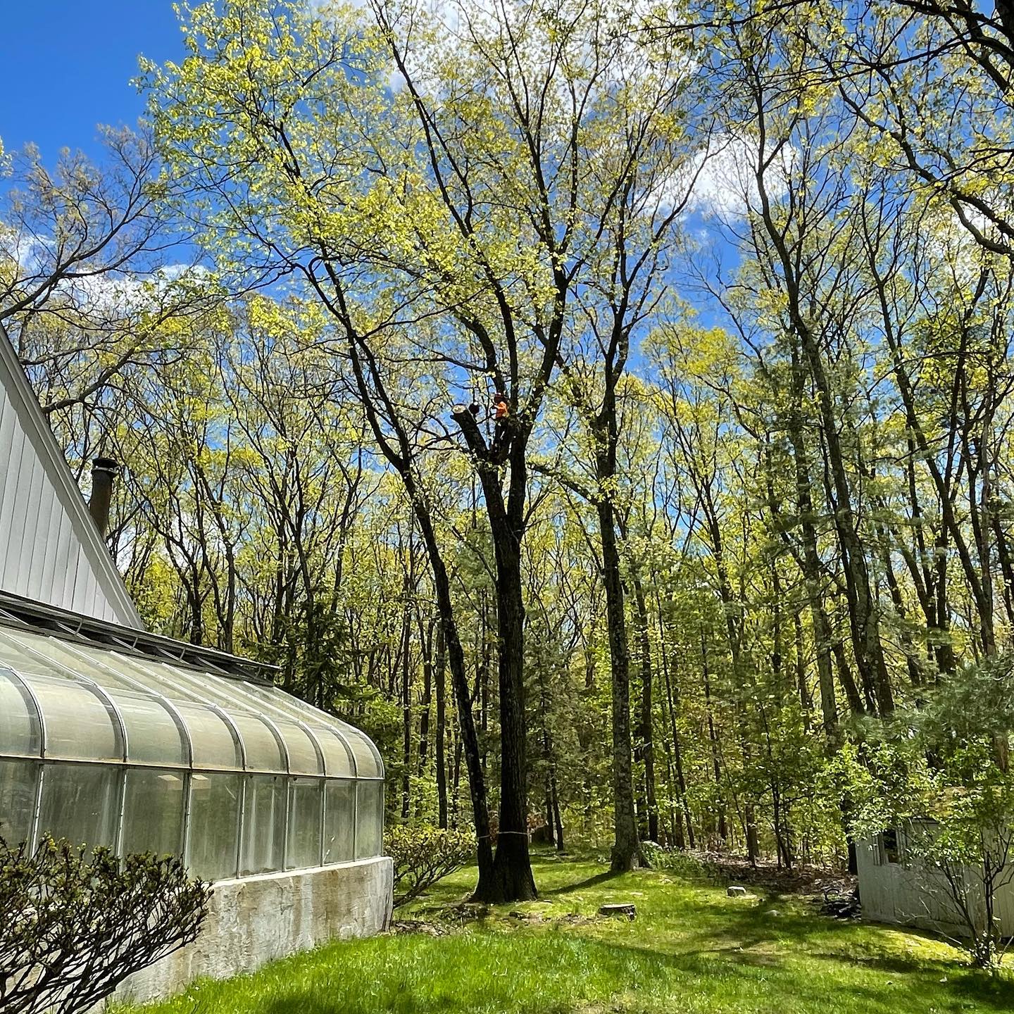Greenhouse and wooded yard viewed after canopy work