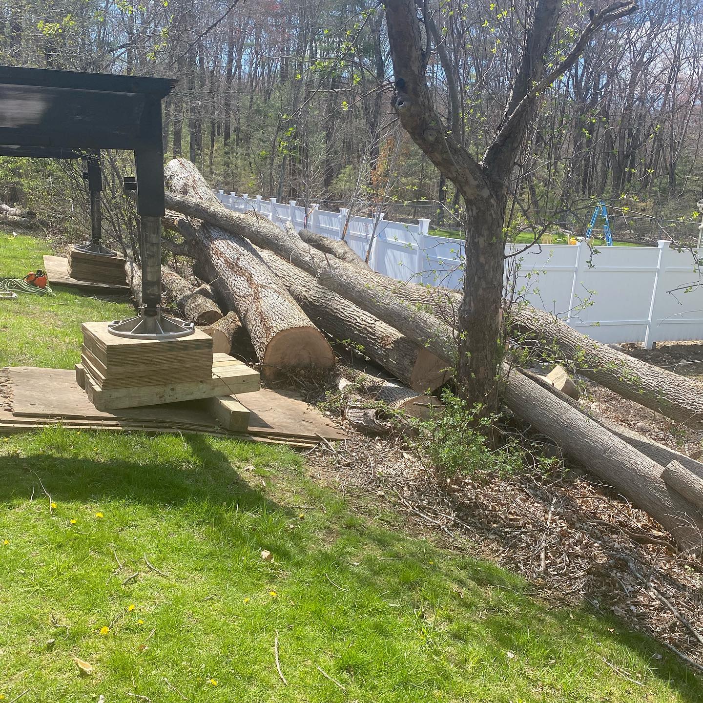 Cut trunk sections lined along a residential patio