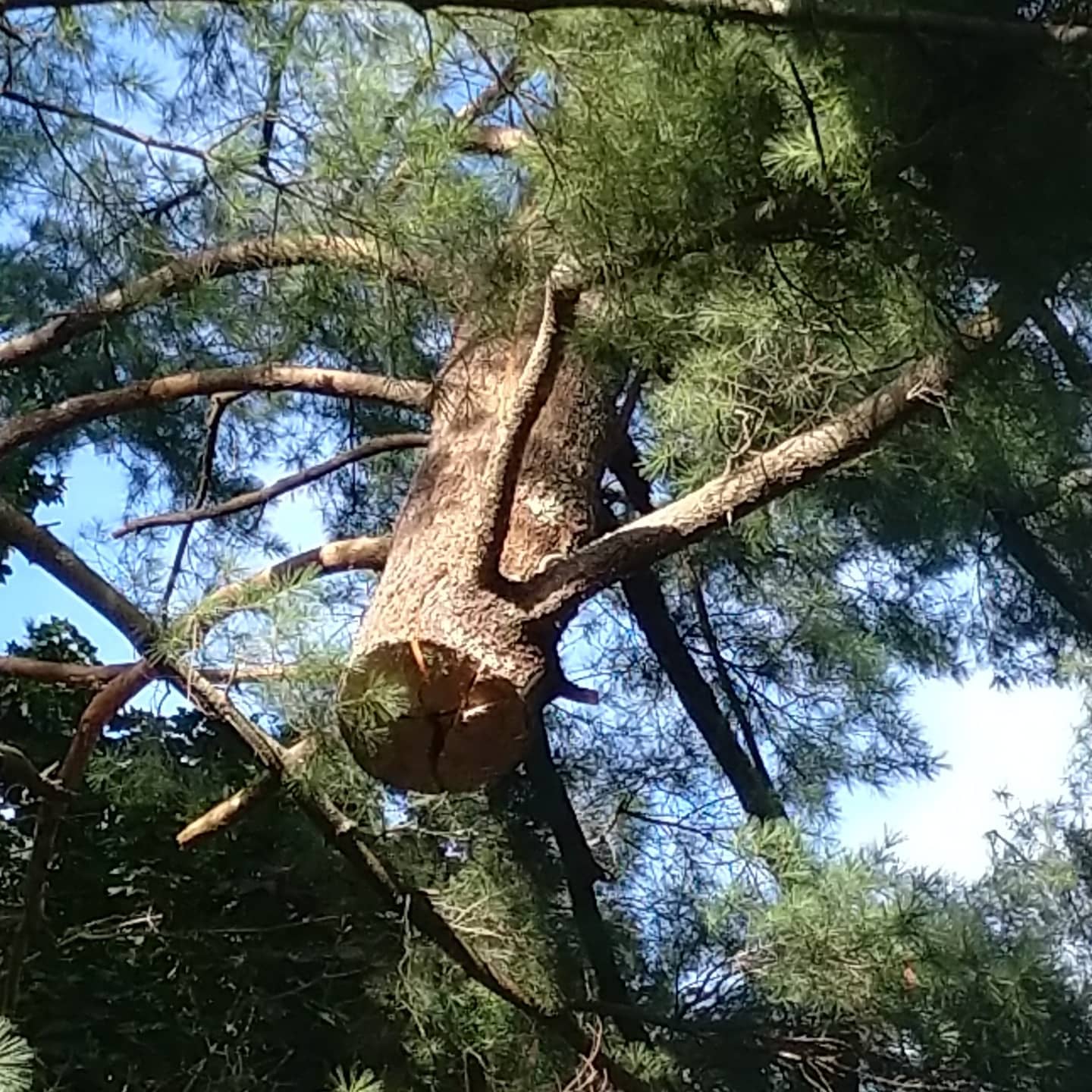 Freshly cut broken limb high in a pine canopy