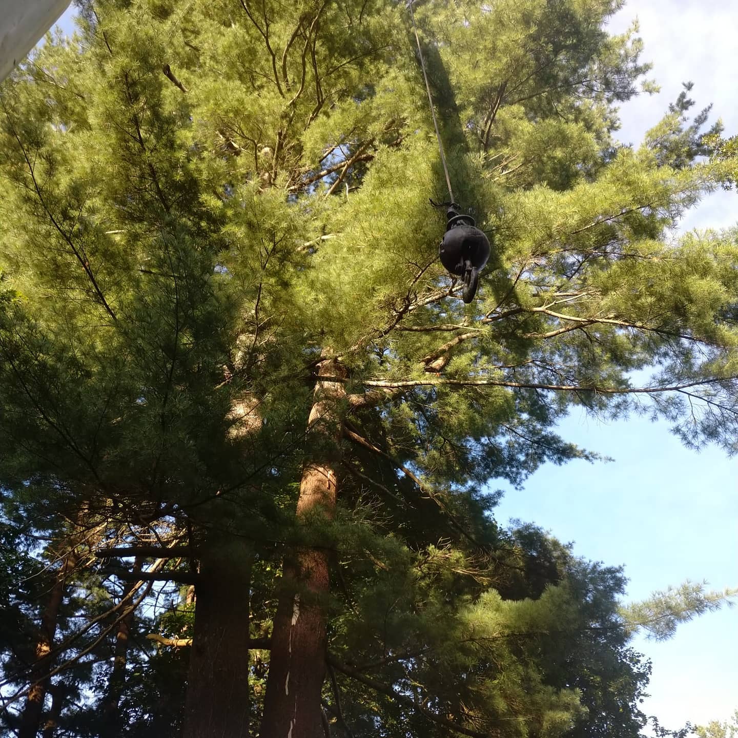 Climber working high in a pine tree
