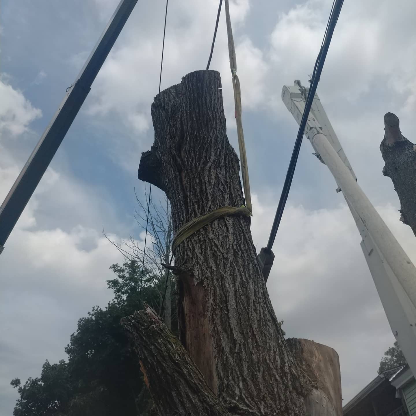 Large trunk section secured for crane removal