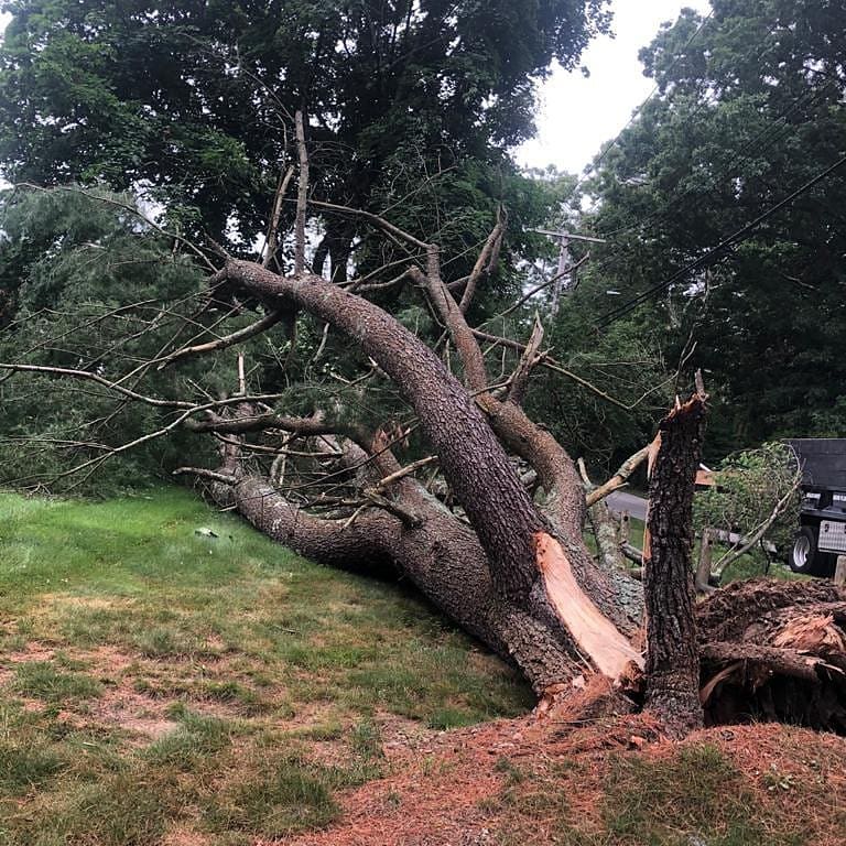 Large fallen tree across a residential yard