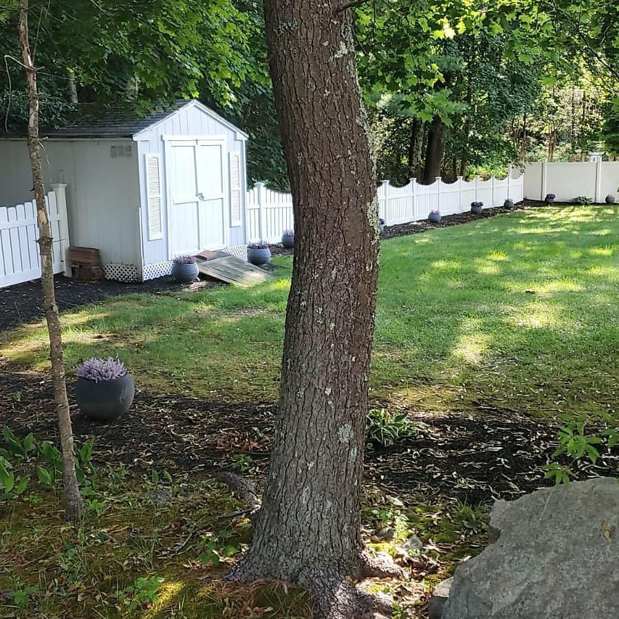 Standing tree beside a backyard shed