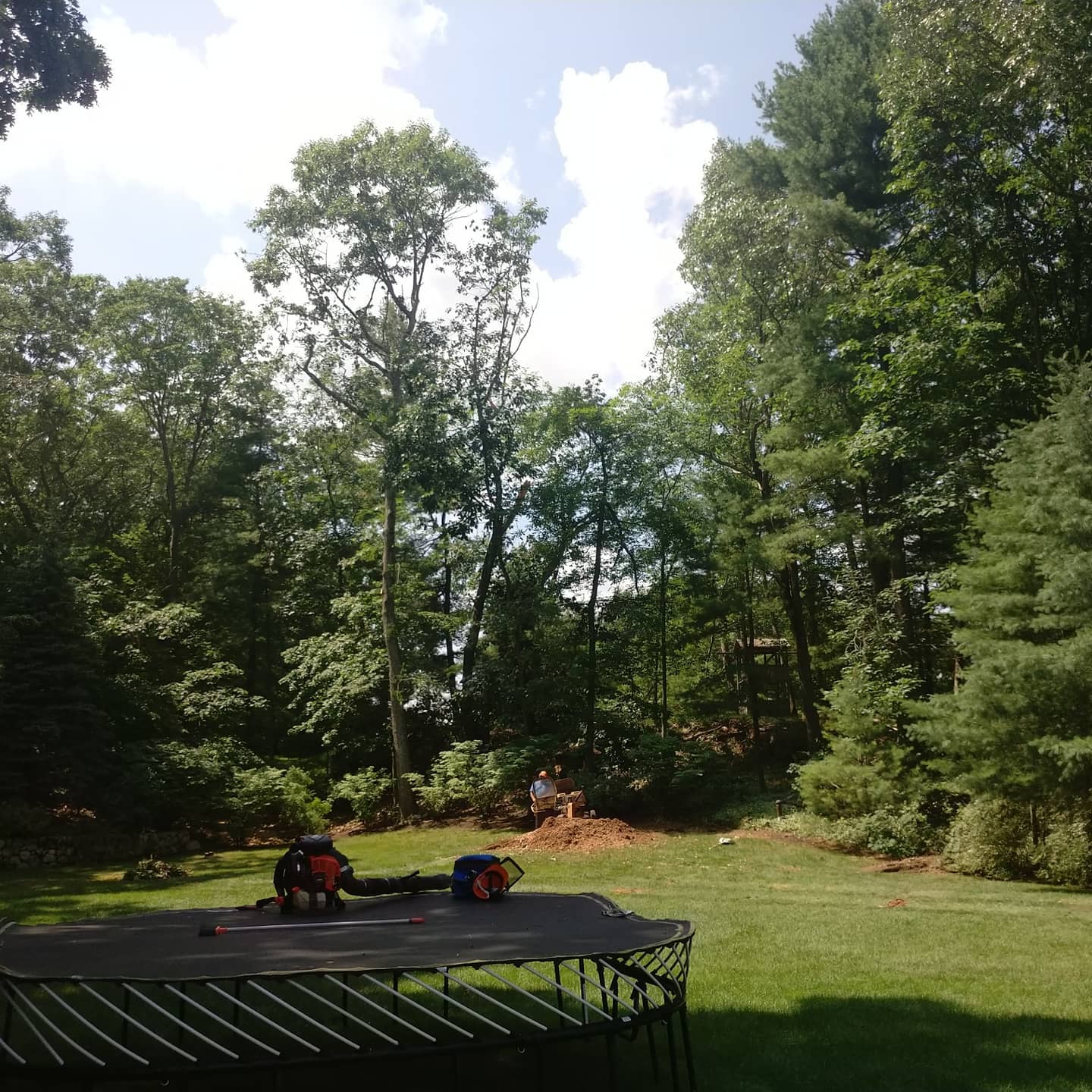 Stumps and equipment visible after tree removal