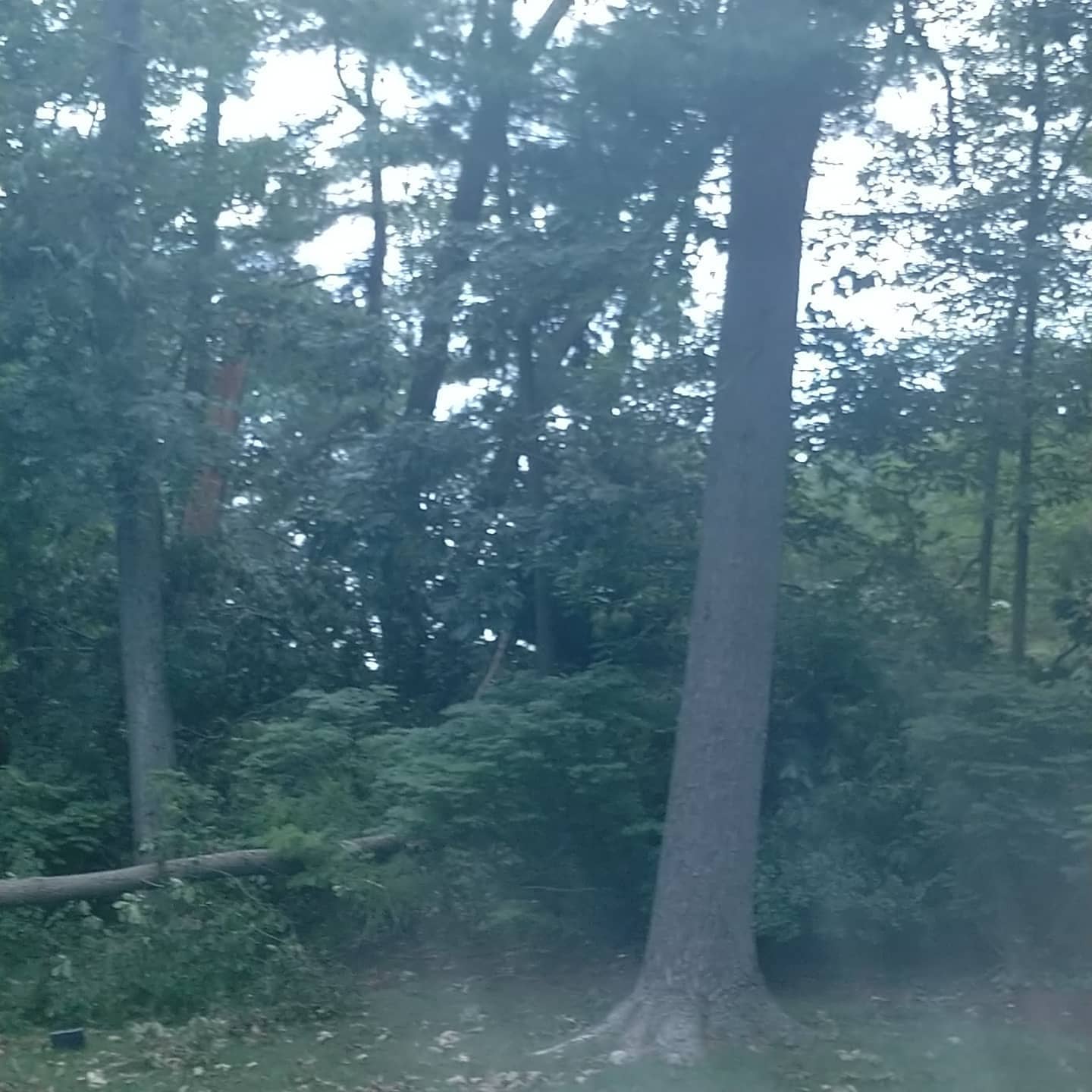 Tall tree trunk viewed from inside a vehicle