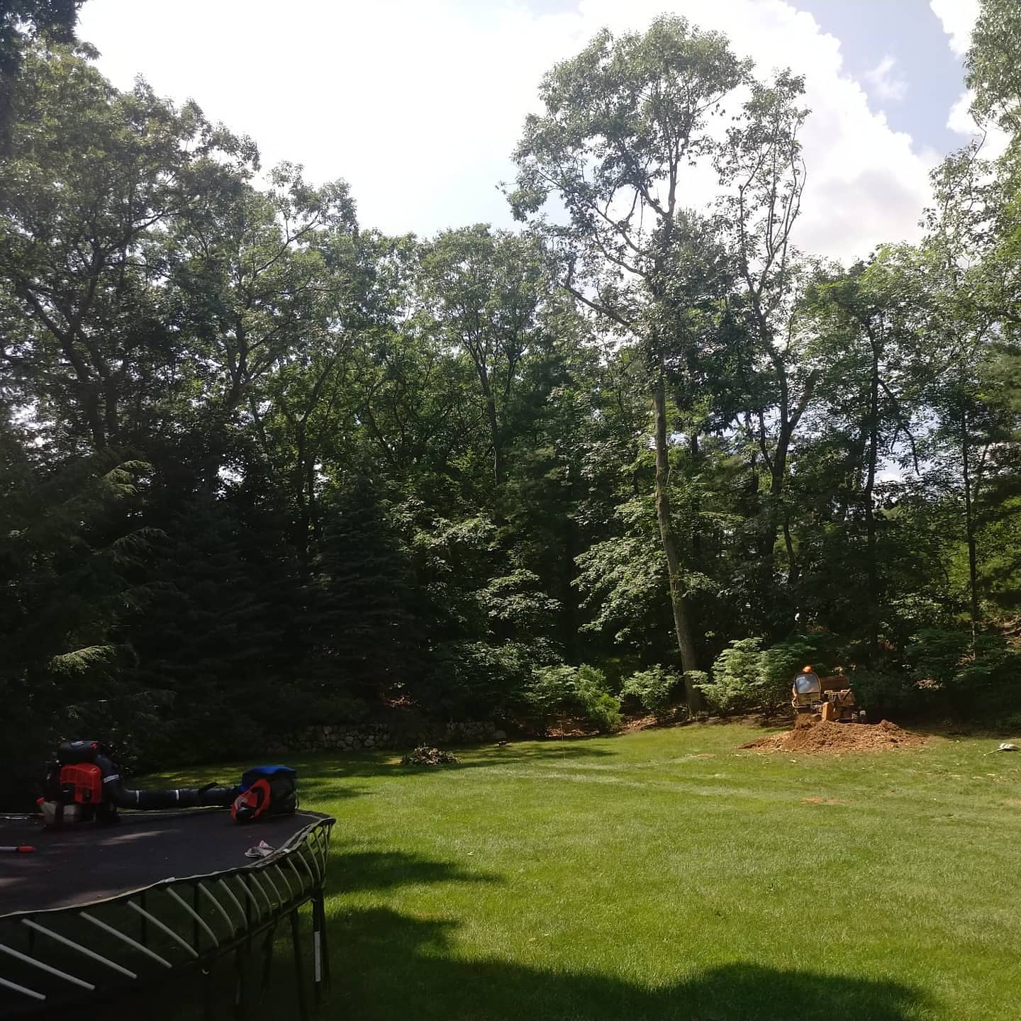 Backyard during tree removal and cleanup