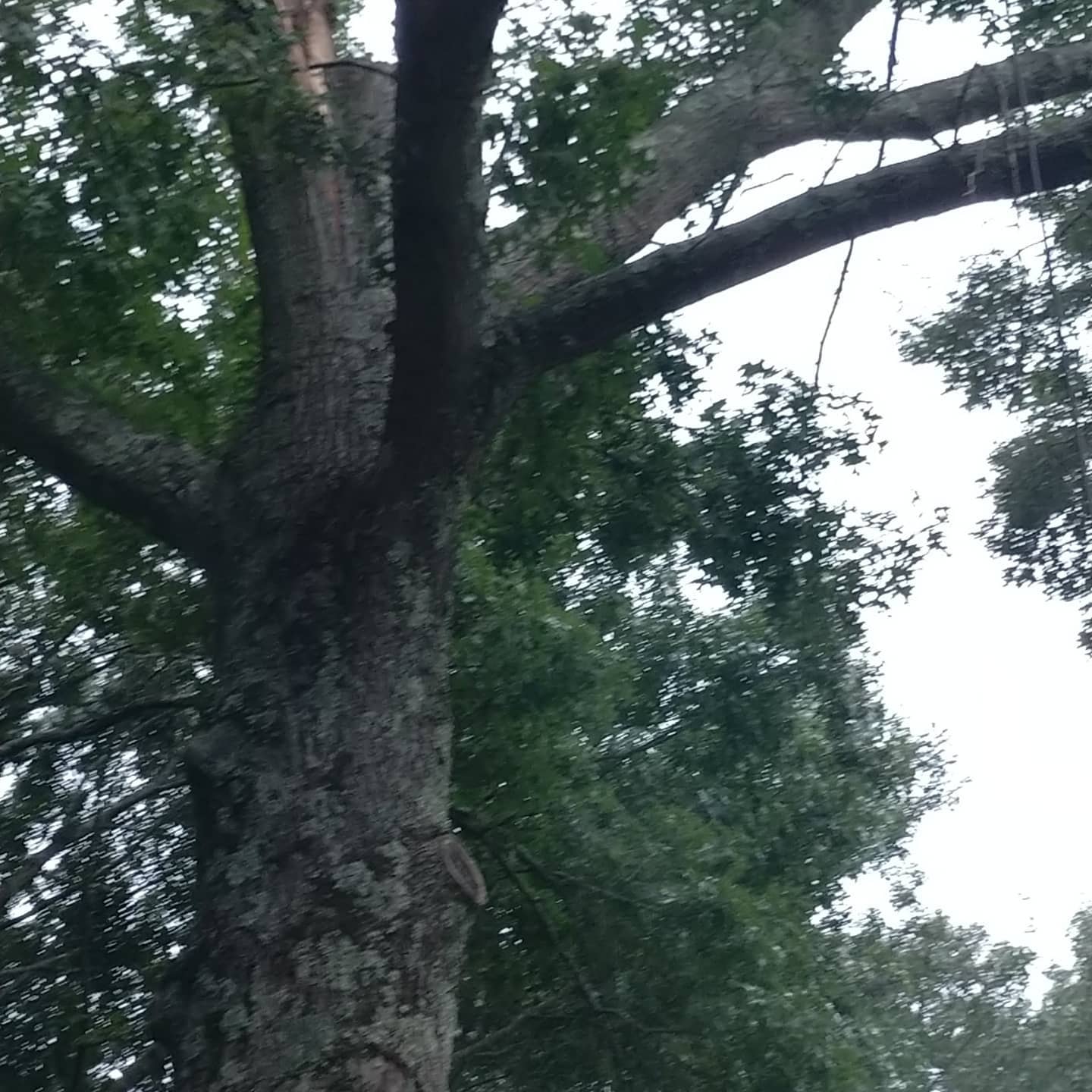 Large trunk and branches over a residential roof