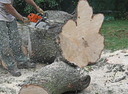 man chainsawing tree for tree removal