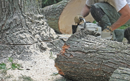 tree removal on property by tree care professionals