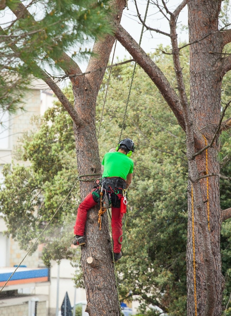 tree care professional climbing tree to trim the tree