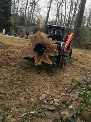 tree stump removal service severna park md