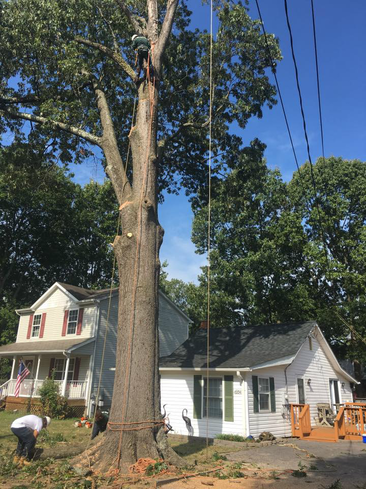 residential tree trimming services right in arnold, maryland